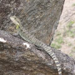 Intellagama lesueurii howittii (Gippsland Water Dragon) at Winifred, NSW - 27 Feb 2010 by GeoffRobertson