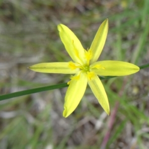 Tricoryne elatior at Canberra Central, ACT - 24 Oct 2015