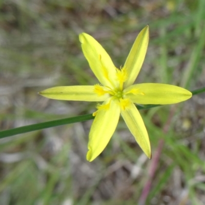 Tricoryne elatior (Yellow Rush Lily) at Canberra Central, ACT - 24 Oct 2015 by galah681