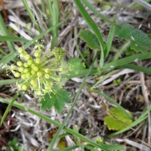 Hydrocotyle laxiflora at Canberra Central, ACT - 24 Oct 2015