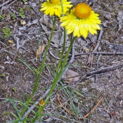 Xerochrysum viscosum (Sticky Everlasting) at Canberra Central, ACT - 24 Oct 2015 by galah681