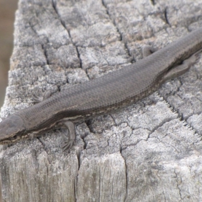 Pseudemoia entrecasteauxii (Woodland Tussock-skink) at Winifred, NSW - 27 Feb 2010 by GeoffRobertson