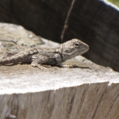 Amphibolurus muricatus (Jacky Lizard) at Winifred, NSW - 27 Feb 2010 by GeoffRobertson