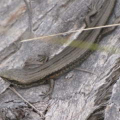 Pseudemoia entrecasteauxii (Woodland Tussock-skink) at Winifred, NSW - 27 Feb 2010 by GeoffRobertson