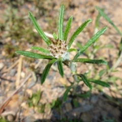 Euchiton sphaericus (star cudweed) at Mount Fairy, NSW - 25 Oct 2015 by JanetRussell