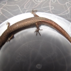 Saproscincus mustelinus (Weasel Skink) at Winifred, NSW - 12 Mar 2010 by GeoffRobertson