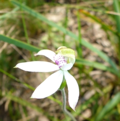 Caladenia moschata (Musky Caps) at Mount Fairy, NSW - 25 Oct 2015 by JanetRussell