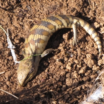 Tiliqua scincoides scincoides (Eastern Blue-tongue) at Gungahlin, ACT - 20 Aug 2012 by GeoffRobertson