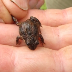 Crinia signifera (Common Eastern Froglet) at Winifred, NSW - 12 Feb 2011 by GeoffRobertson