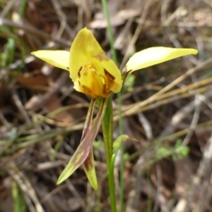 Diuris sulphurea at Acton, ACT - suppressed