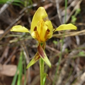 Diuris sulphurea at Acton, ACT - suppressed