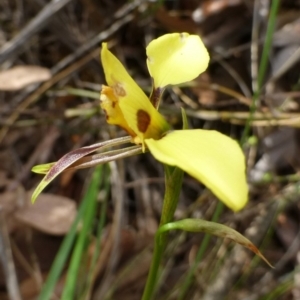 Diuris sulphurea at Acton, ACT - suppressed