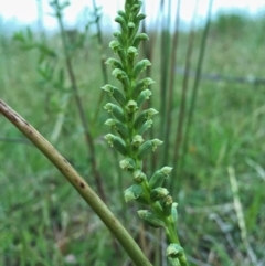 Microtis sp. (Onion Orchid) at Googong, NSW - 3 Nov 2015 by Wandiyali