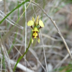 Diuris sulphurea (Tiger Orchid) at Bruce, ACT - 30 Oct 2015 by AM