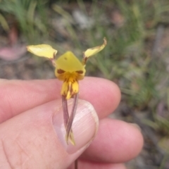 Diuris sulphurea (Tiger Orchid) at Canberra Central, ACT - 3 Nov 2015 by gregbaines