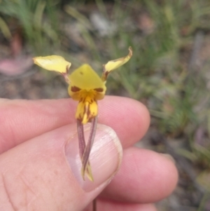 Diuris sulphurea at Canberra Central, ACT - 3 Nov 2015