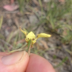 Diuris sulphurea at Canberra Central, ACT - 3 Nov 2015