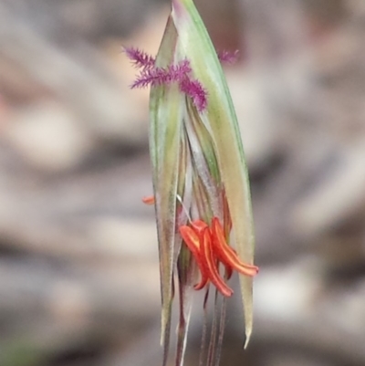 Rytidosperma pallidum (Red-anther Wallaby Grass) at Belconnen, ACT - 3 Nov 2015 by MattM