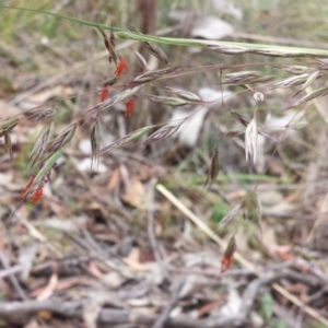 Rytidosperma pallidum at Belconnen, ACT - 3 Nov 2015 02:22 PM