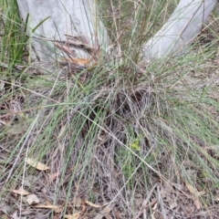 Rytidosperma pallidum at Belconnen, ACT - 3 Nov 2015 02:22 PM