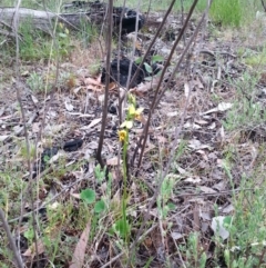 Diuris sulphurea (Tiger Orchid) at Molonglo Valley, ACT - 20 Oct 2015 by Sheridan.maher