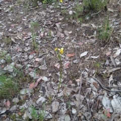 Diuris sp. (A Donkey Orchid) at Point 4598 - 21 Oct 2015 by Sheridan.maher