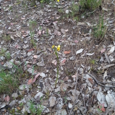 Diuris sp. (A Donkey Orchid) at Molonglo Valley, ACT - 20 Oct 2015 by Sheridan.maher