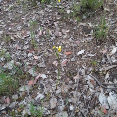 Diuris sp. (A Donkey Orchid) at Point 4598 - 21 Oct 2015 by Sheridan.maher