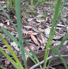 Caladenia sp. (A Caladenia) at Point 4598 - 21 Oct 2015 by Sheridan.maher