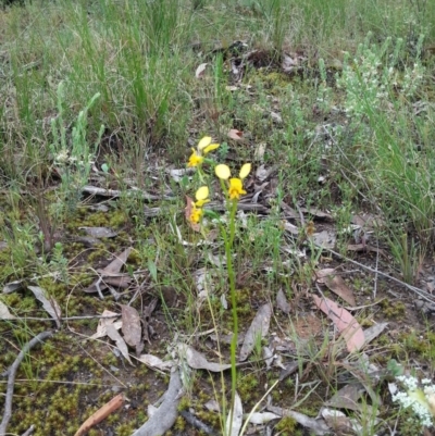 Diuris nigromontana (Black Mountain Leopard Orchid) at Point 4526 - 20 Oct 2015 by Sheridan.maher