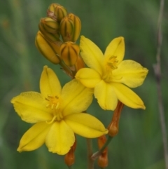 Bulbine bulbosa (Golden Lily, Bulbine Lily) at Kowen Woodland - 3 Nov 2015 by KenT