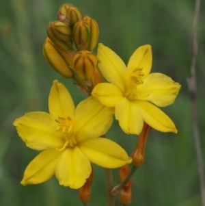 Bulbine bulbosa at Kowen, ACT - 3 Nov 2015