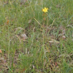 Bulbine bulbosa at Kowen, ACT - 3 Nov 2015