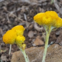 Chrysocephalum apiculatum (Common Everlasting) at Kowen, ACT - 3 Nov 2015 by KenT