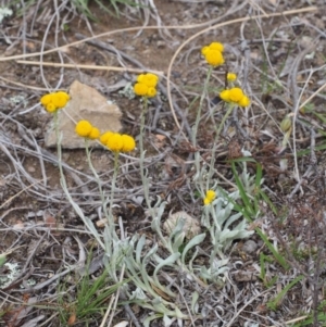 Chrysocephalum apiculatum at Kowen, ACT - 3 Nov 2015