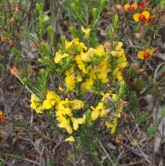 Dillwynia sericea at Kowen, ACT - 3 Nov 2015