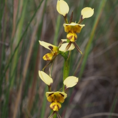 Diuris sulphurea (Tiger Orchid) at Kowen, ACT - 3 Nov 2015 by KenT