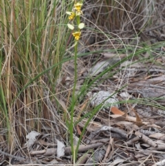 Diuris sulphurea at Kowen, ACT - 3 Nov 2015