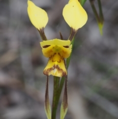 Diuris sulphurea (Tiger Orchid) at Kowen, ACT - 3 Nov 2015 by KenT