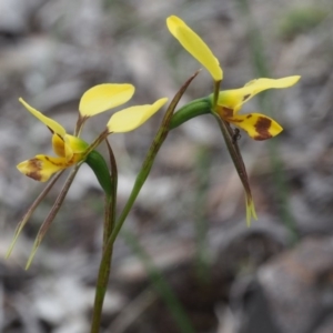 Diuris sulphurea at Kowen, ACT - 3 Nov 2015