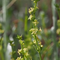 Galium gaudichaudii subsp. gaudichaudii (Rough Bedstraw) at Kowen, ACT - 2 Nov 2015 by KenT