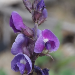 Glycine tabacina at Kowen, ACT - 3 Nov 2015 01:26 PM