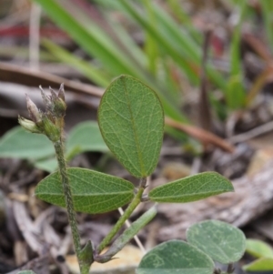 Glycine tabacina at Kowen, ACT - 3 Nov 2015 01:26 PM