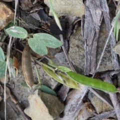 Glycine tabacina at Kowen, ACT - 3 Nov 2015 01:26 PM