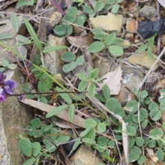 Glycine tabacina at Kowen, ACT - 3 Nov 2015 01:26 PM