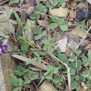 Glycine tabacina at Kowen, ACT - 3 Nov 2015 01:26 PM