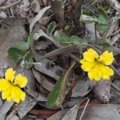 Goodenia hederacea subsp. hederacea (Ivy Goodenia, Forest Goodenia) at Kowen Woodland - 3 Nov 2015 by KenT