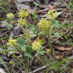 Hydrocotyle laxiflora (Stinking Pennywort) at Kowen Woodland - 3 Nov 2015 by KenT