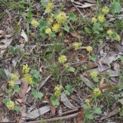 Hydrocotyle laxiflora at Kowen, ACT - 3 Nov 2015