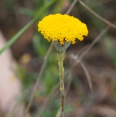 Leptorhynchos squamatus subsp. squamatus (Scaly Buttons) at Kowen, ACT - 2 Nov 2015 by KenT